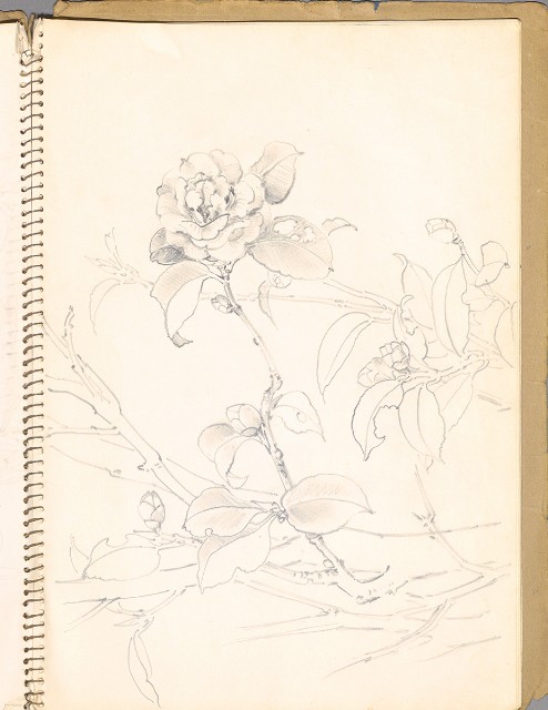 藏品:鳥、花、動物等048的(16)張圖片