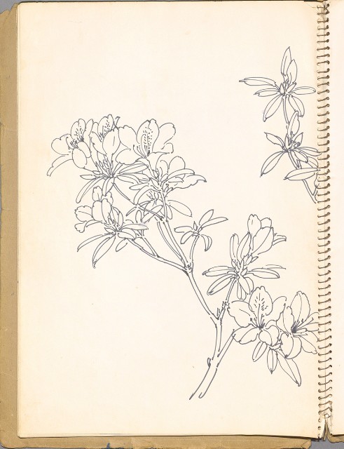 藏品:鳥、花、動物等048的(17)張圖片