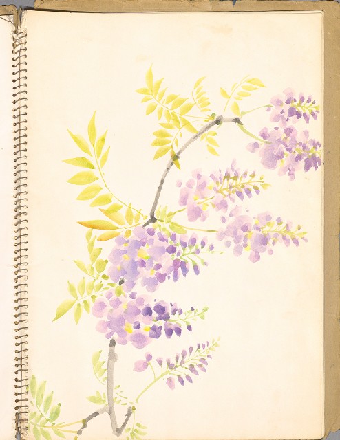 藏品:鳥、花、動物等048的(19)張圖片