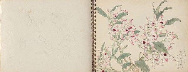 藏品:動物、植物、北海岸景觀寫生集的(3)張圖片