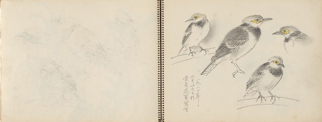 藏品:動物、植物、北海岸景觀寫生集的(4)張圖片