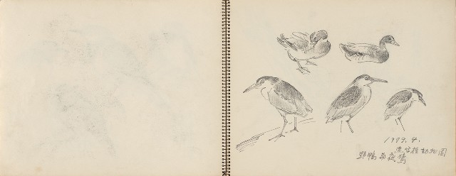 藏品:動物、植物、北海岸景觀寫生集的(5)張圖片