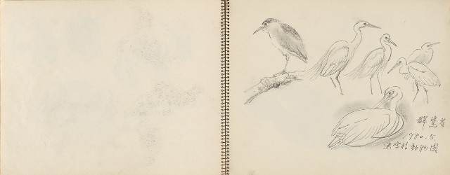 藏品:動物、植物、北海岸景觀寫生集的(9)張圖片