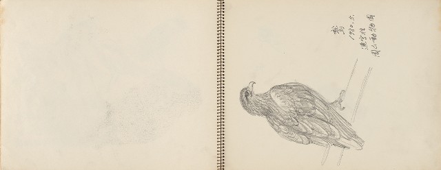 藏品:動物、植物、北海岸景觀寫生集的(10)張圖片