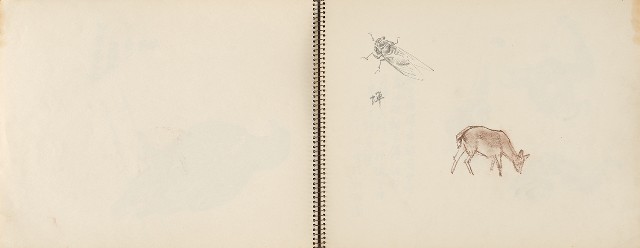 藏品:動物、植物、北海岸景觀寫生集的(11)張圖片