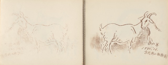 藏品:動物、植物、北海岸景觀寫生集的(16)張圖片