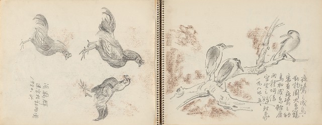 藏品:動物、植物、北海岸景觀寫生集的(19)張圖片