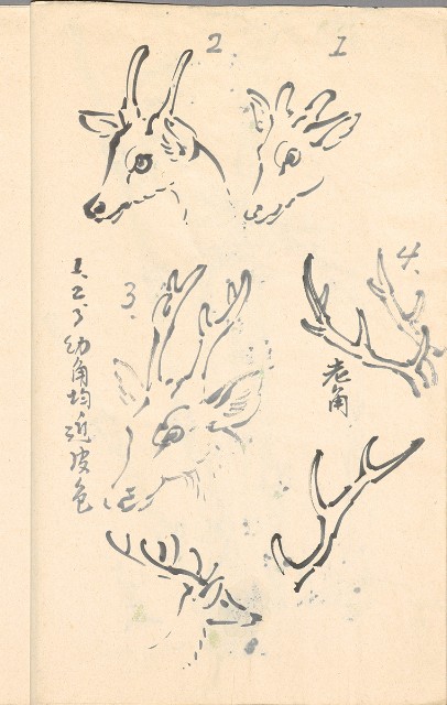 藏品:模特兒、南部村、鳥等052-2的(7)張圖片