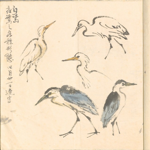 藏品:模特兒、南部村、鳥等052-3的(7)張圖片