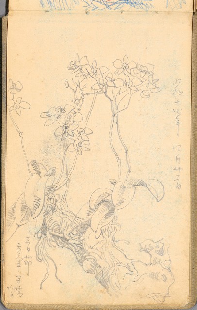 藏品:日籍時期婦女及狼犬等058的(5)張圖片