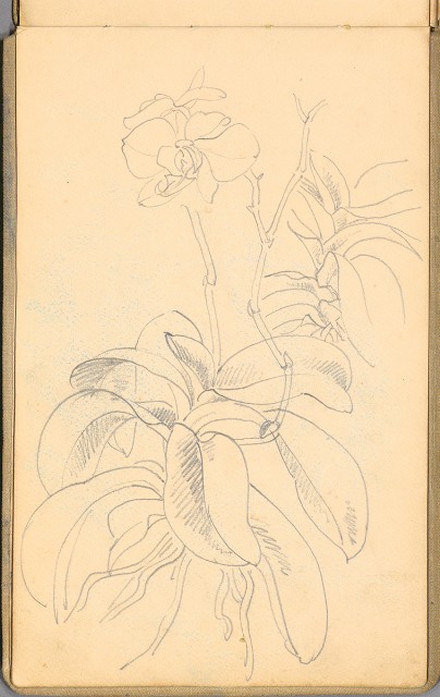 藏品:日籍時期婦女及狼犬等058的(11)張圖片