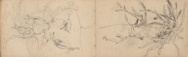 藏品:日治時期景觀及動物等寫生集的(19)張圖片
