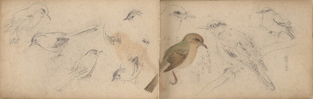 藏品:日治時期景觀及動物等寫生集的(26)張圖片