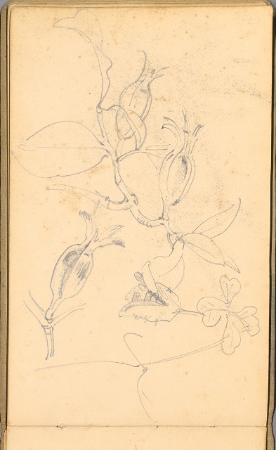 藏品:日籍時期婦女及狼犬等058的(34)張圖片