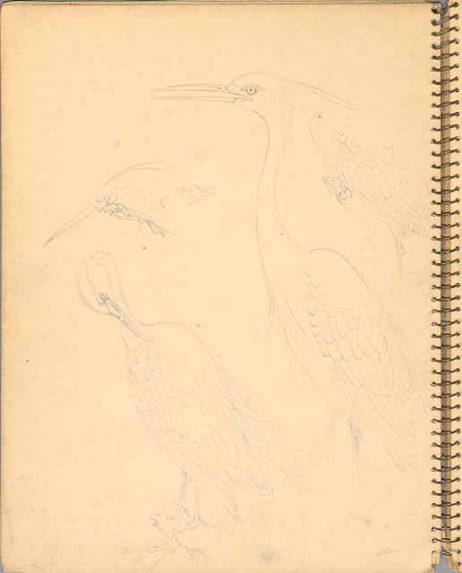 藏品:人物、花鳥、山莊等059的(12)張圖片