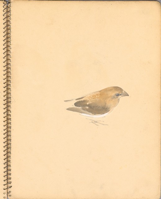 藏品:人物、花鳥、山莊等059的(41)張圖片