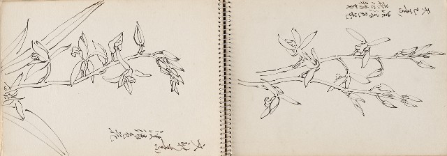藏品:澎湖鯨魚洞、高雄月世界、動物及植物等寫生集的(15)張圖片
