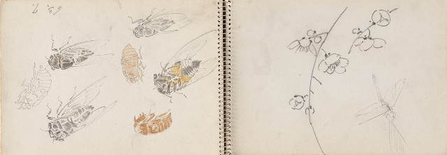 藏品:澎湖鯨魚洞、高雄月世界、動物及植物等寫生集的(16)張圖片