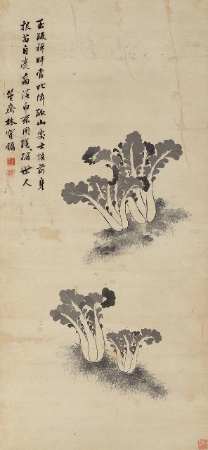 藏品:白菜的(1)張圖片