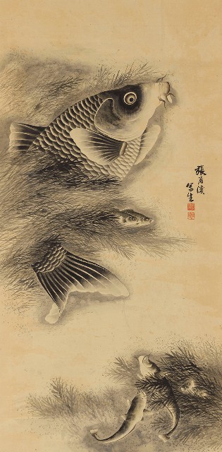 藏品:鯉魚的(1)張圖片