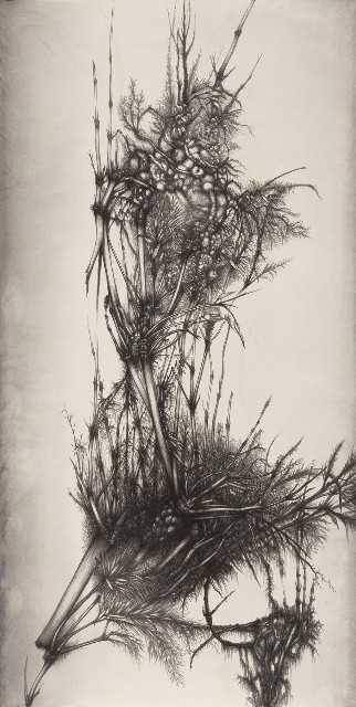 藏品:九節拂風•壹的(1)張圖片