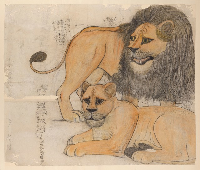 藏品:習作獅子的(1)張圖片