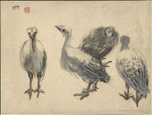藏品:火雞的(1)張圖片