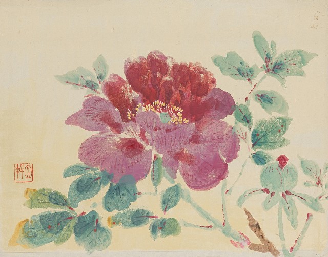 藏品:牡丹花的(1)張圖片