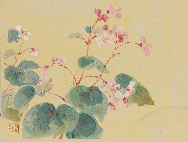 藏品:海棠花的(1)張圖片