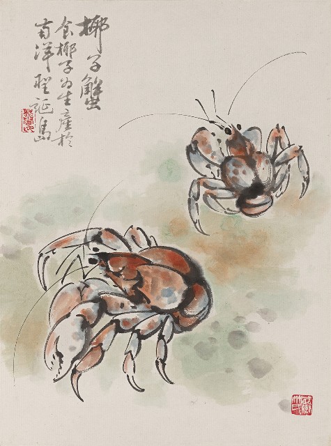 藏品:椰子蟹的(1)張圖片