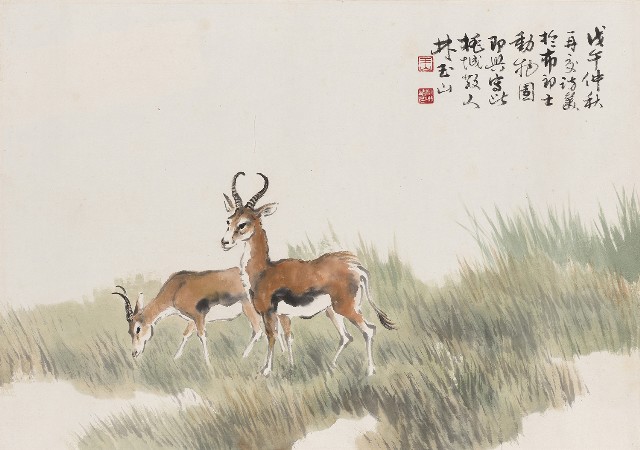 藏品:羚羊的(1)張圖片