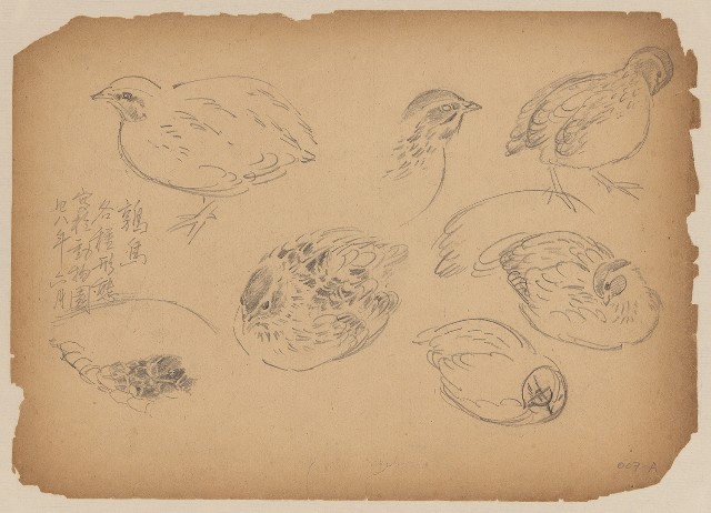 藏品:鵪鶉(鶉鳥)的(1)張圖片