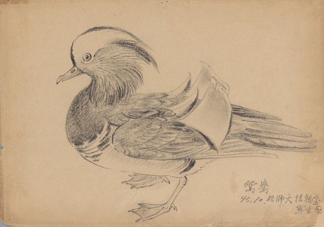 藏品:鴛鴦的(1)張圖片