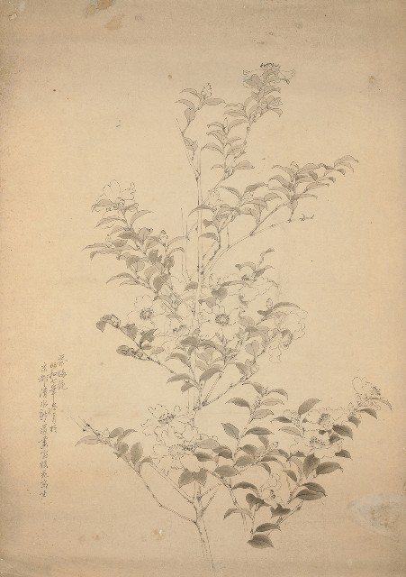 藏品:水墨茶花寫生的(1)張圖片