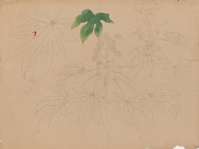 藏品:京都寫生花果 (1)花(2)花的(1)張圖片