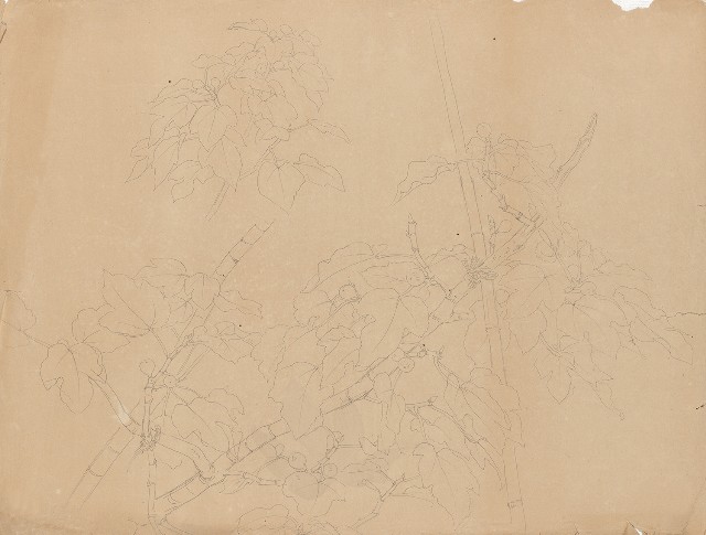藏品:(1)Kyoto Sketches of Flowers and Fruits—Flower  (2)Kyoto Sketches of Flowers and Fruits—Flower的(1)張圖片
