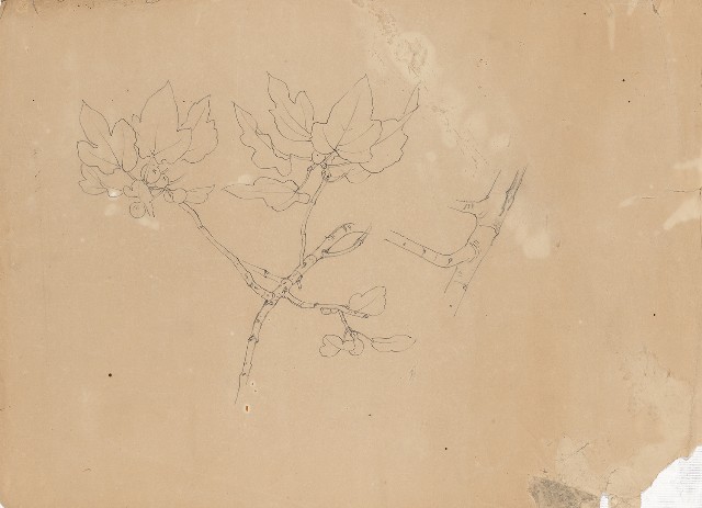 藏品:(1)Kyoto Sketches of Flowers and Fruits—Flower  (2)Kyoto Sketches of Flowers and Fruits—Flower的(1)張圖片
