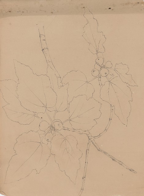 藏品:京都寫生花果-(1)花 (2)花的(1)張圖片
