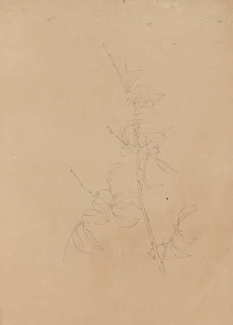 藏品:(1)Kyoto Sketches of Flowers and Fruits—Flower  (2)Kyoto Sketches of Flowers and Fruits—Flower的(1)張圖片