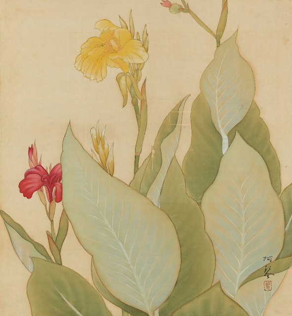 藏品:美人蕉的(1)張圖片