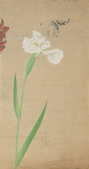 藏品:菖蒲寫生的(1)張圖片
