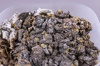 白鐵礦(marcasite)藏品圖，第2張