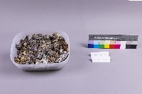 白鐵礦(marcasite)藏品圖，第1張