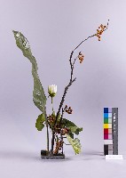 緞帶花藏品圖，第1張