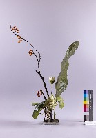 緞帶花藏品圖，第2張