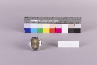 男用自動手錶藏品圖，第1張