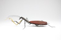 Insects_ mantis藏品圖，第2張