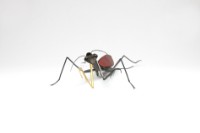 Insects_ mantis藏品圖，第3張