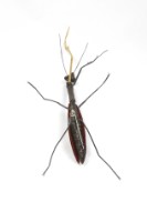 Insects_ mantis藏品圖，第5張