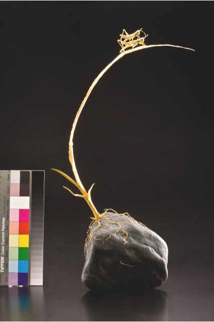 風吹草動的圖片